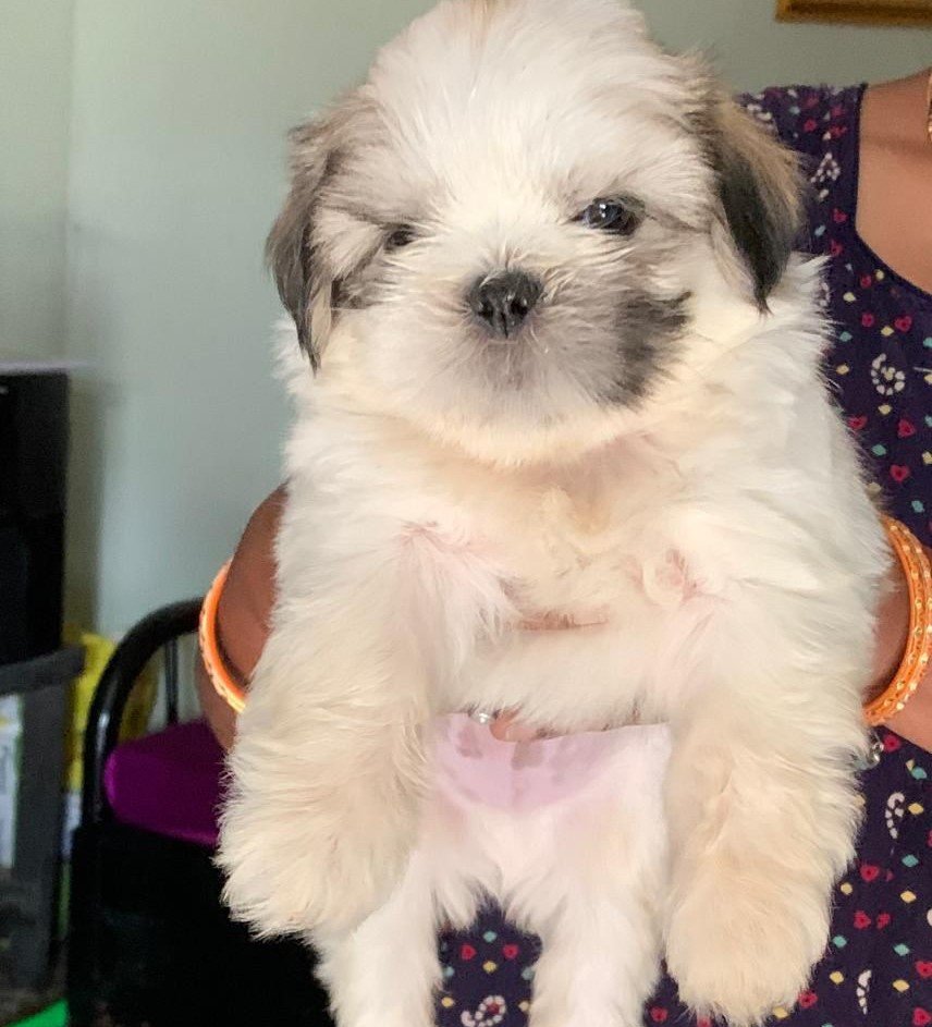 lhasa apso puppies for sale online in goa