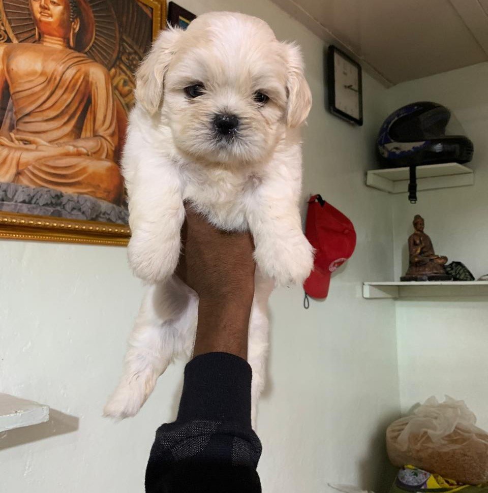 lhasa apso dog price in goa