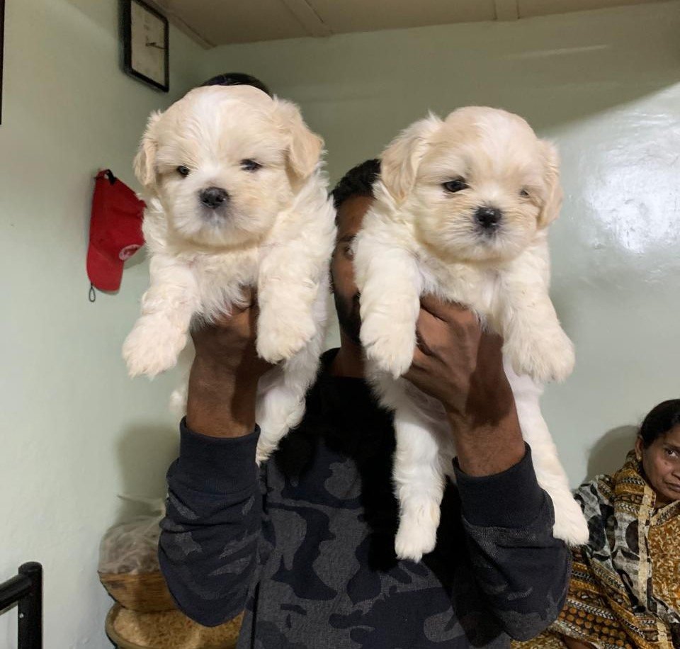 lhasa apso dog breeder in goa