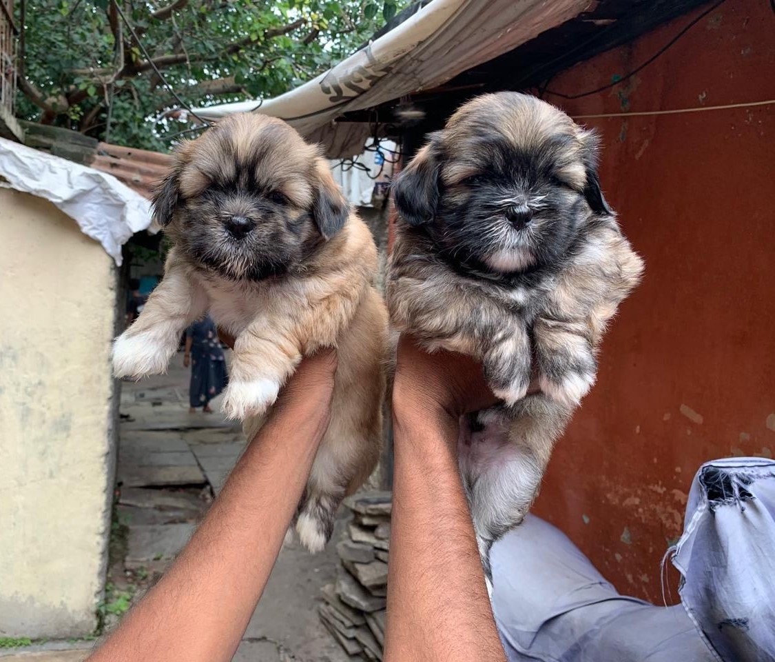 lhasa apso female puppies price in goa