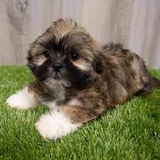 Lhasa Apso price in India