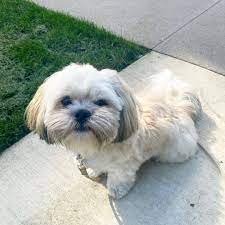 Lhasa Apso breed price in India