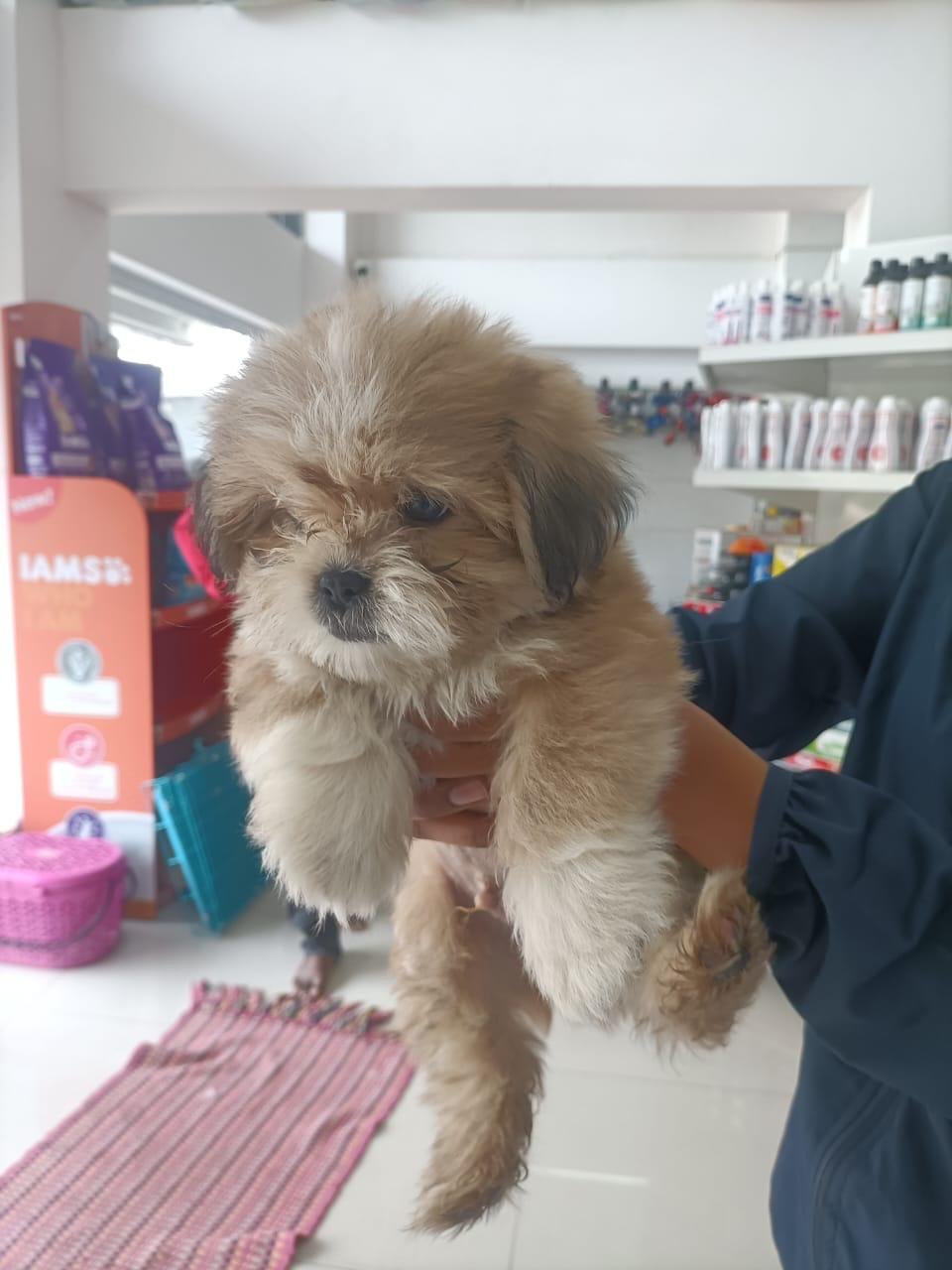 Lhasa Apso dog food price in India