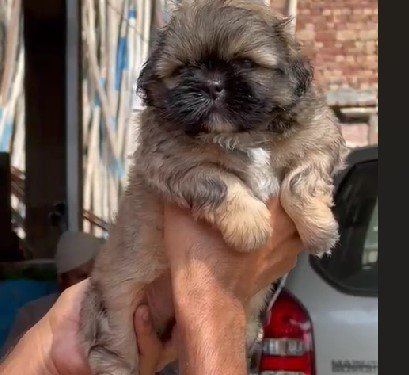 buy lhasa apso puppies online in jaipur