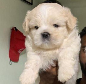 lhasa apso dog price in jaipur
