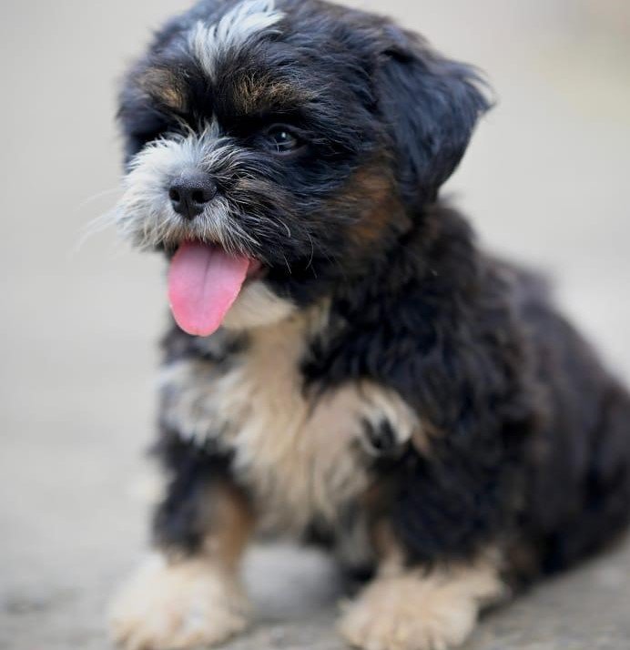 pure breed lhasa apso puppies price in jaipur