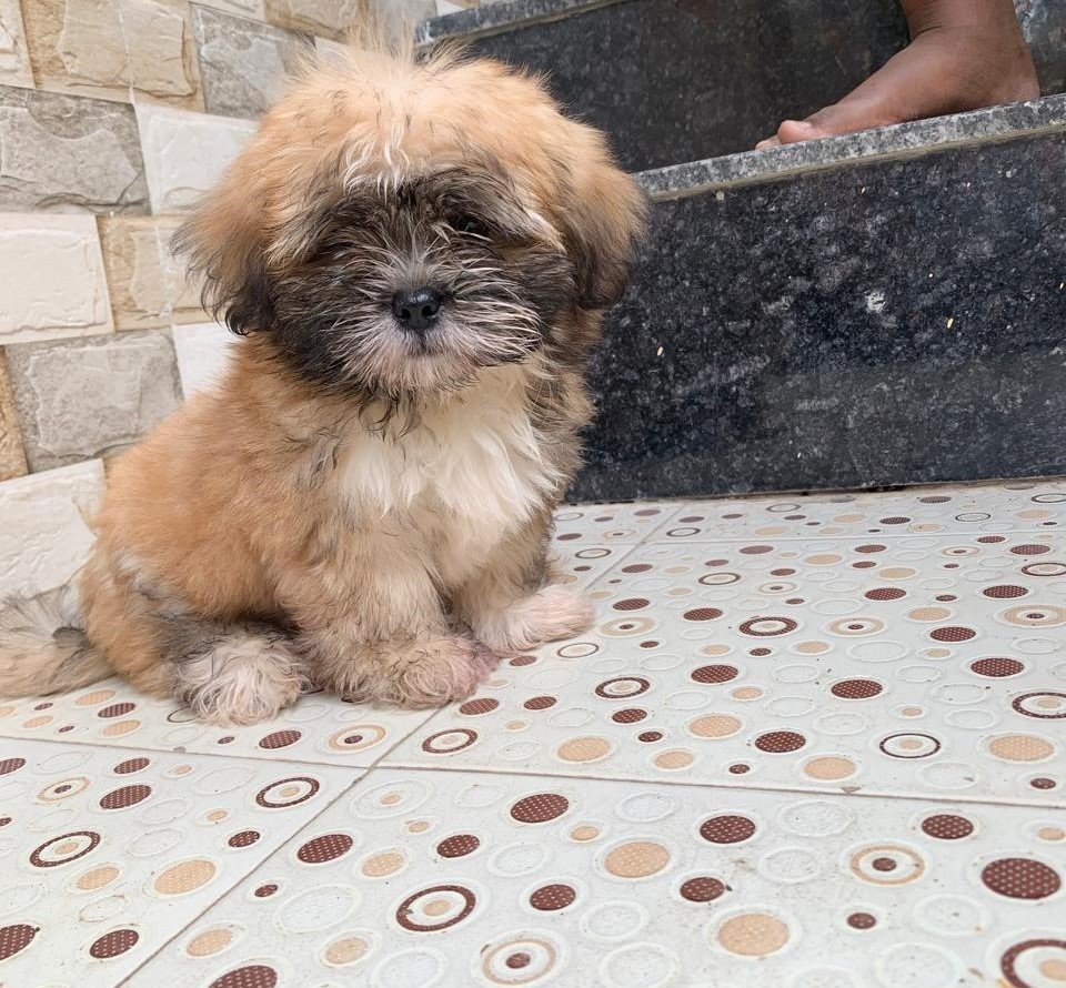 champion bloodline lhasa apso puppies for sale in jaipur