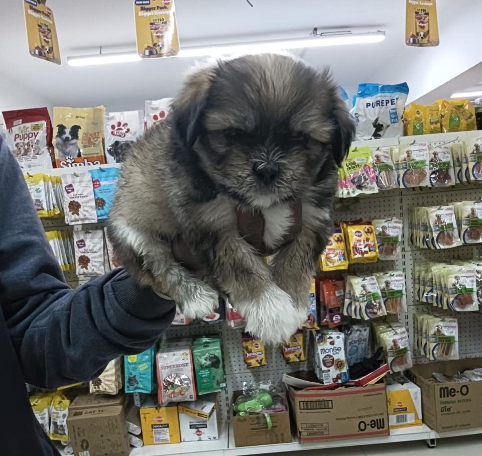 lhasa apso dog kennel in jaipur