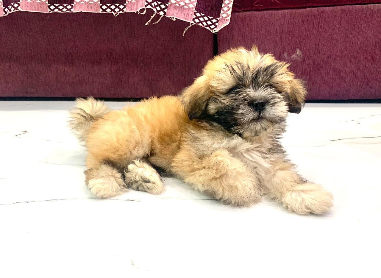 Champion line lhasa apso puppies price in bangalore