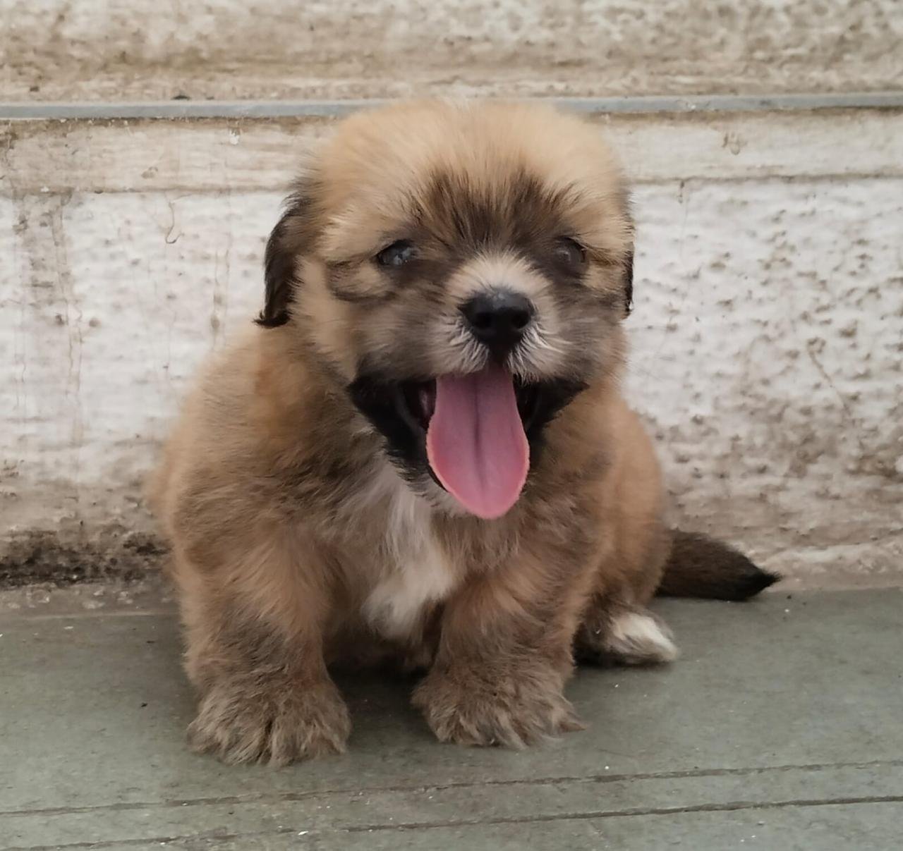 Lhasa Apso male puppies for sale in bangalore