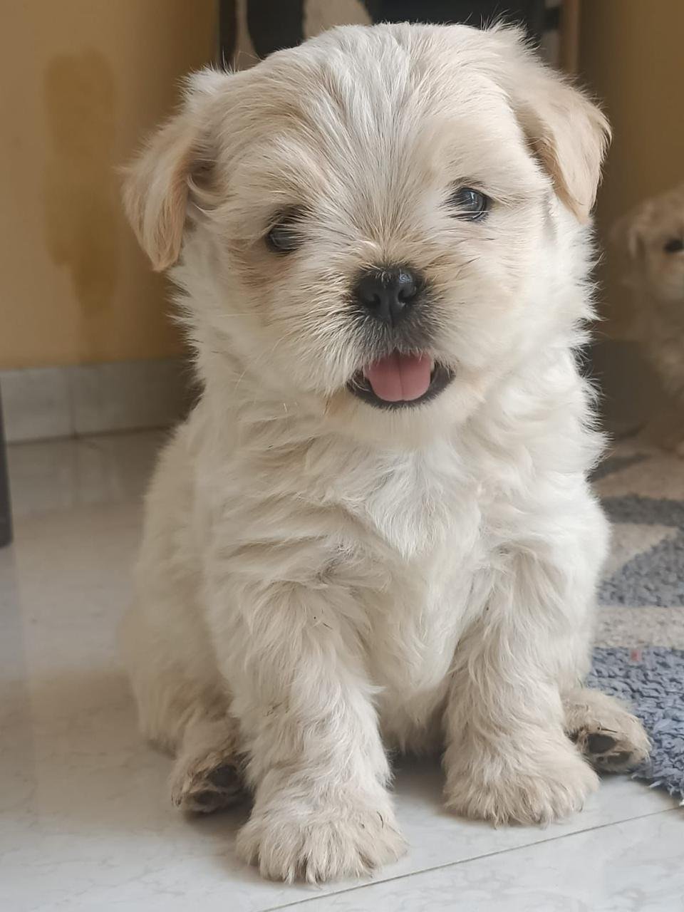 Lhasa Apso male puppies price in bangalore