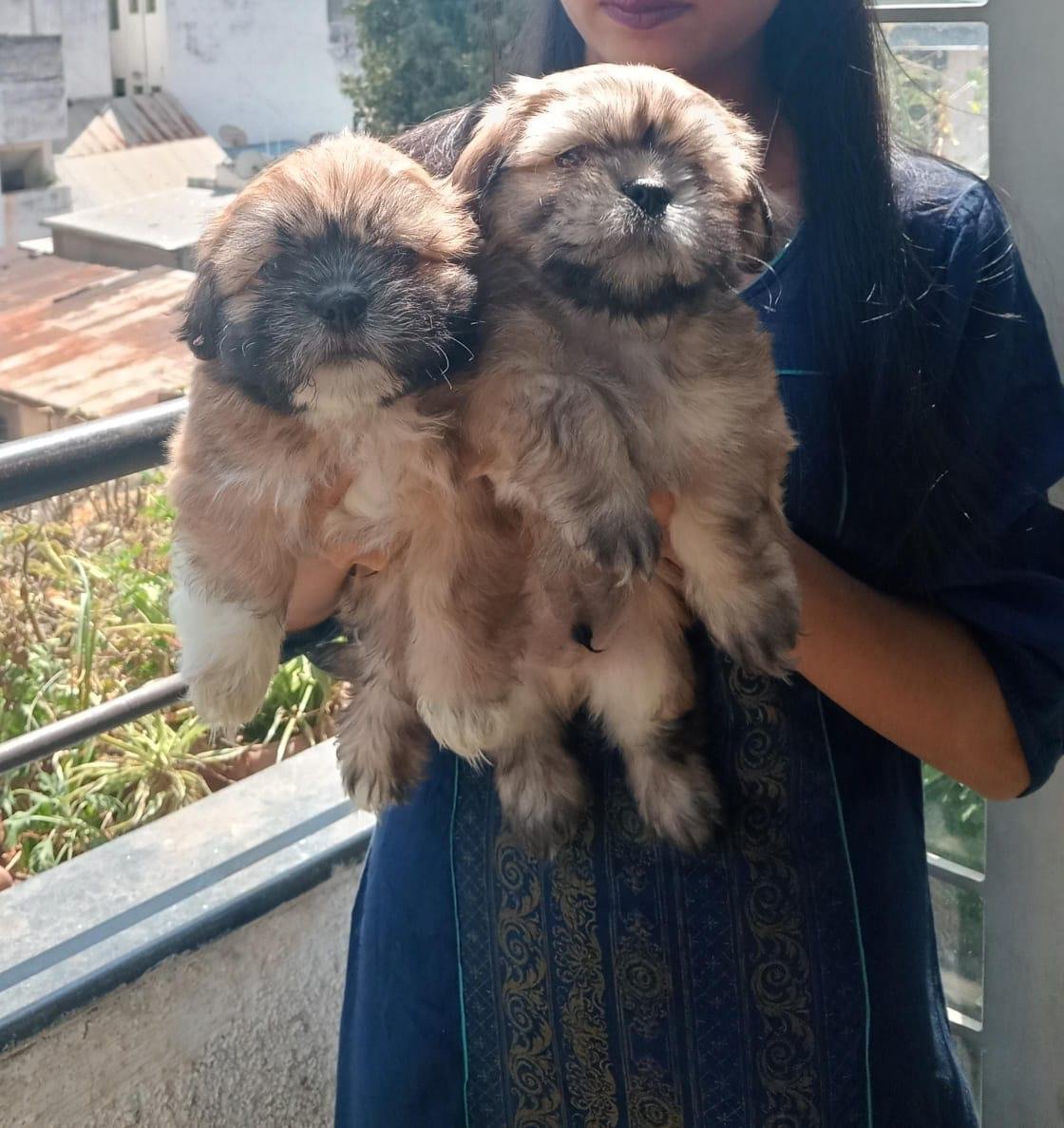 Champion line lhasa apso puppies for sale in bangalore