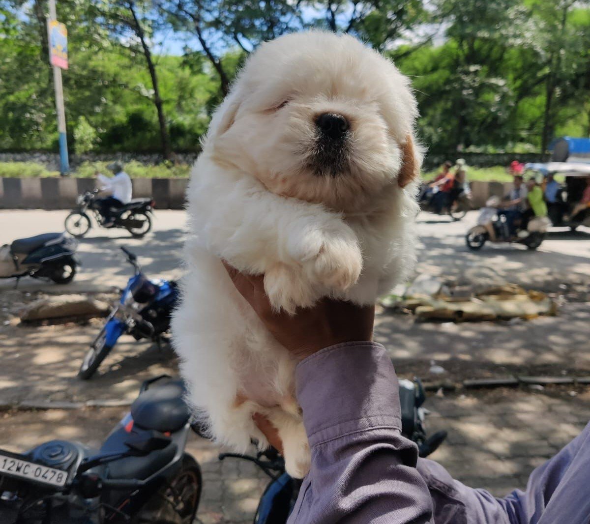 Lhasa Apso puppies for sale in hyderabad