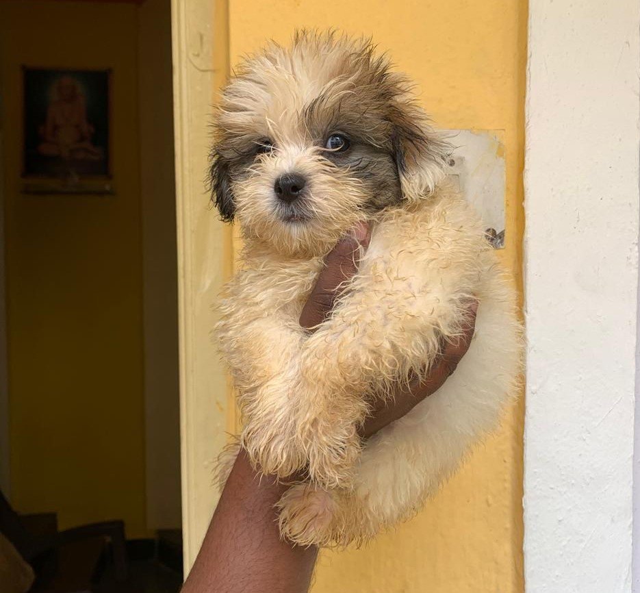 Lhasa Apso dog price in hyderabad