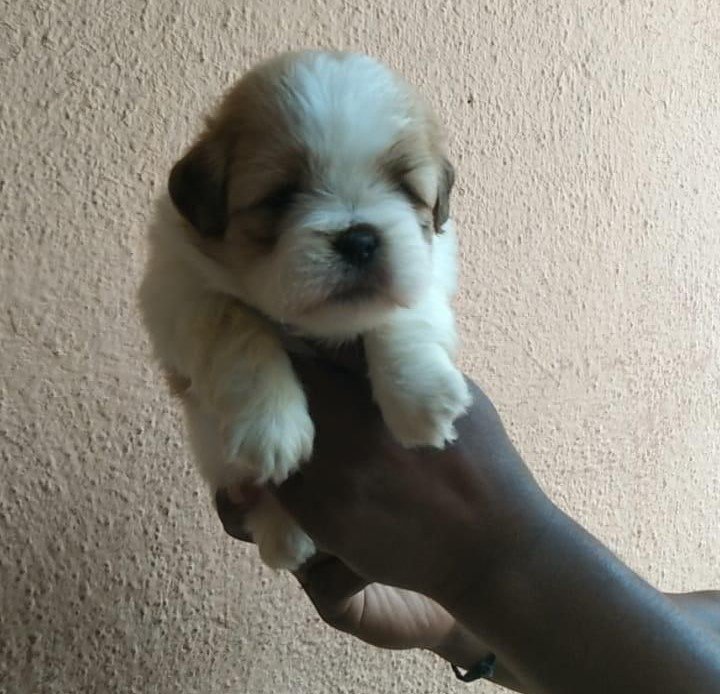 Lhasa Apso breeder in hyderabad