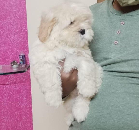 Lhasa Apso dog puppies for sale online in hyderabad
