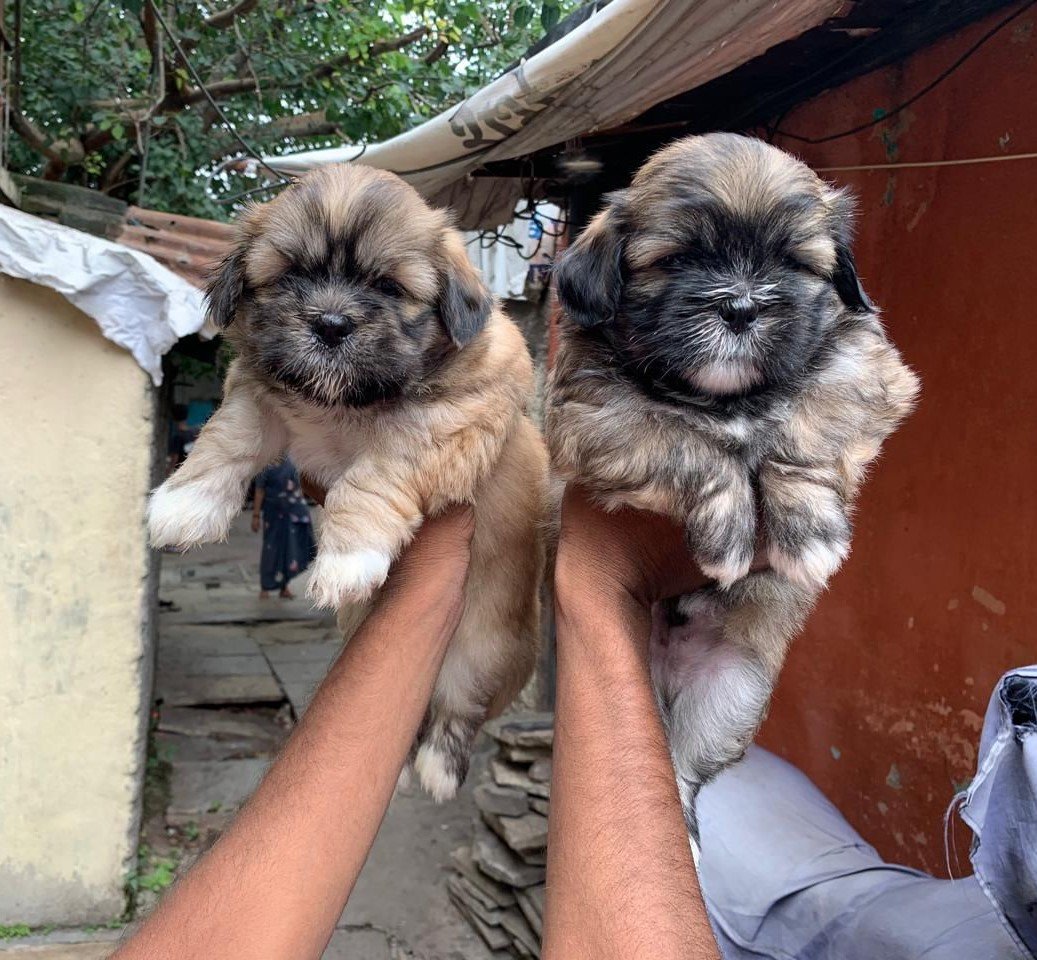 Lhasa Apso pet shop in hyderabad