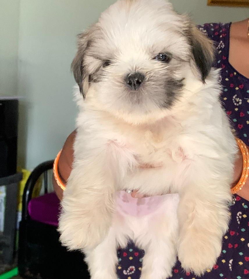 Lhasa Apso male puppy price in hyderabad