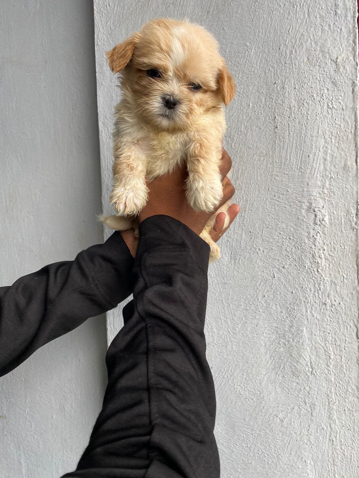 Lhasa Apso male puppies for sale in Kolkata