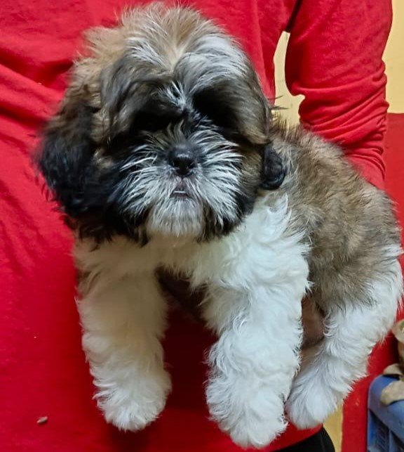 Lhasa Apso puppy for sale in Kolkata