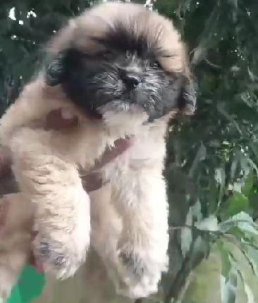 Lhasa Apso puppies price in Kolkata