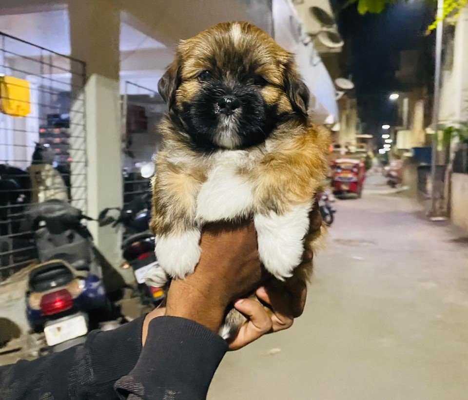 Lhasa Apso male puppies for sale in pune