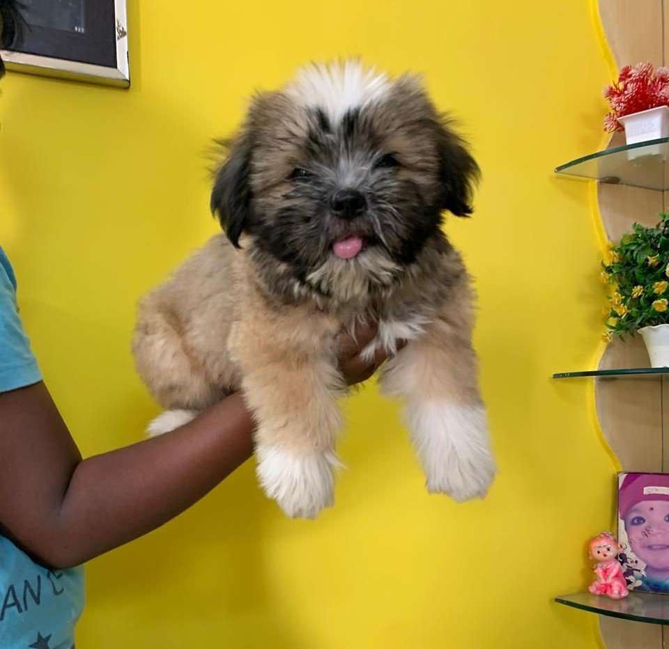 Lhasa Apso pet shop in pune