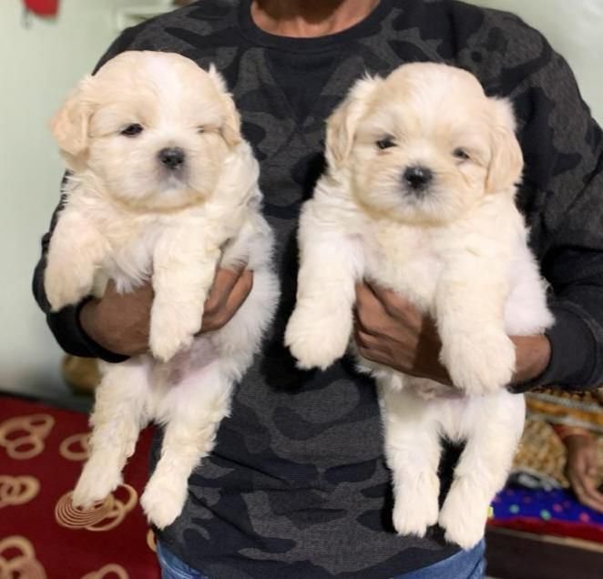 Lhasa Apso breed puppy for sale in 