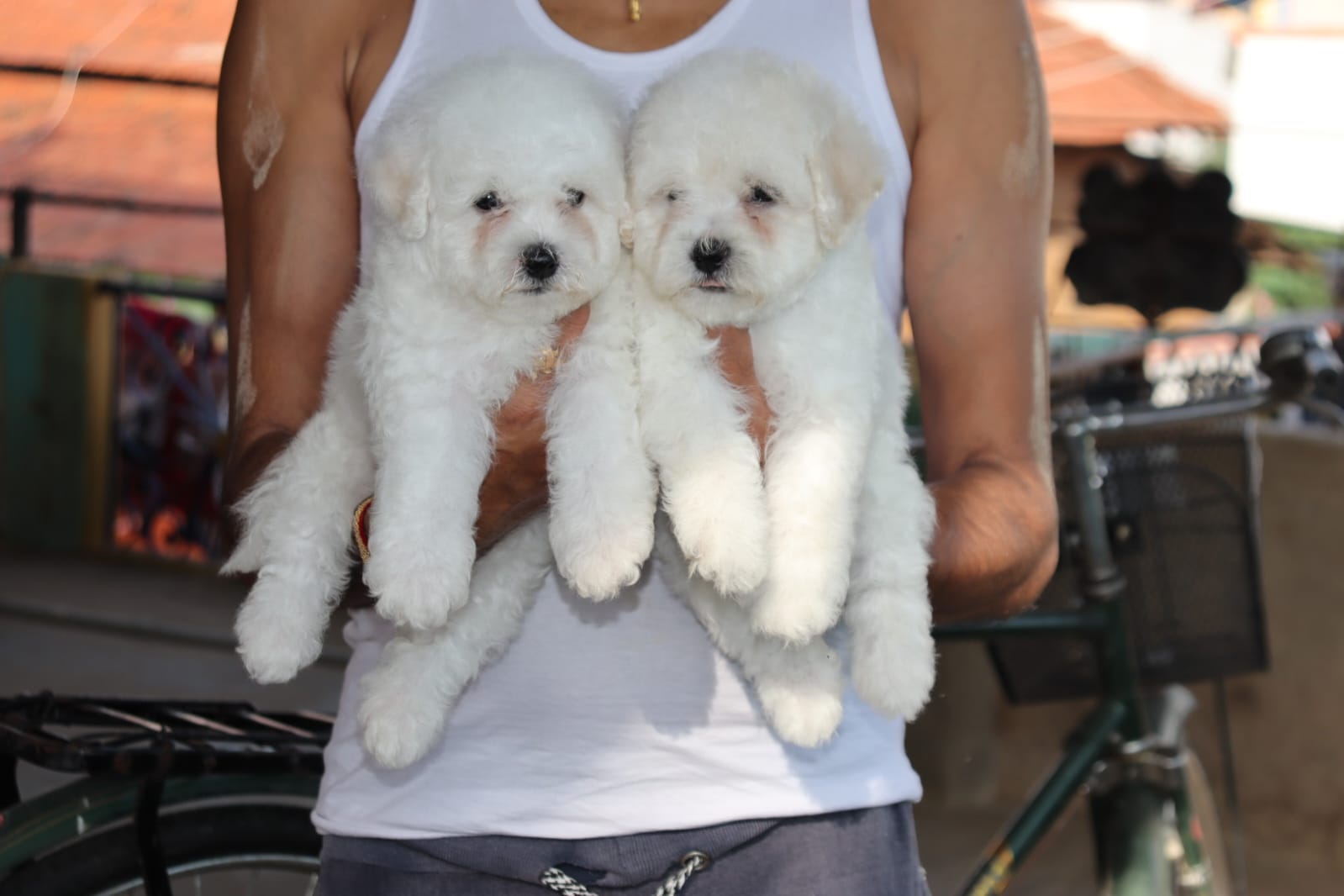 Maltese female puppies price in mumbai