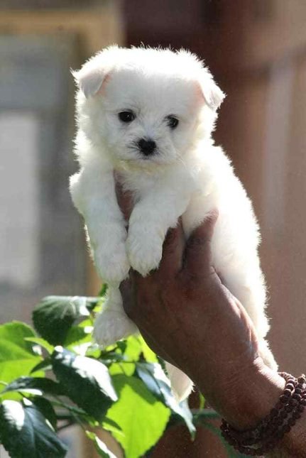 Champion line maltese puppies price in mumbai