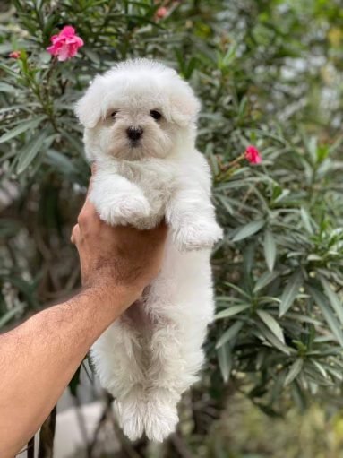 Maltese male puppies for sale in mumbai