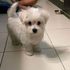 Maltese female puppies for sale in mumbai