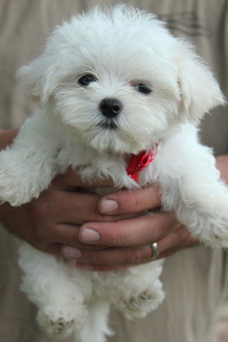 Champion line maltese puppies for sale in mumbai