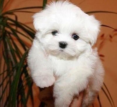 Maltese female puppies for sale in mumbai