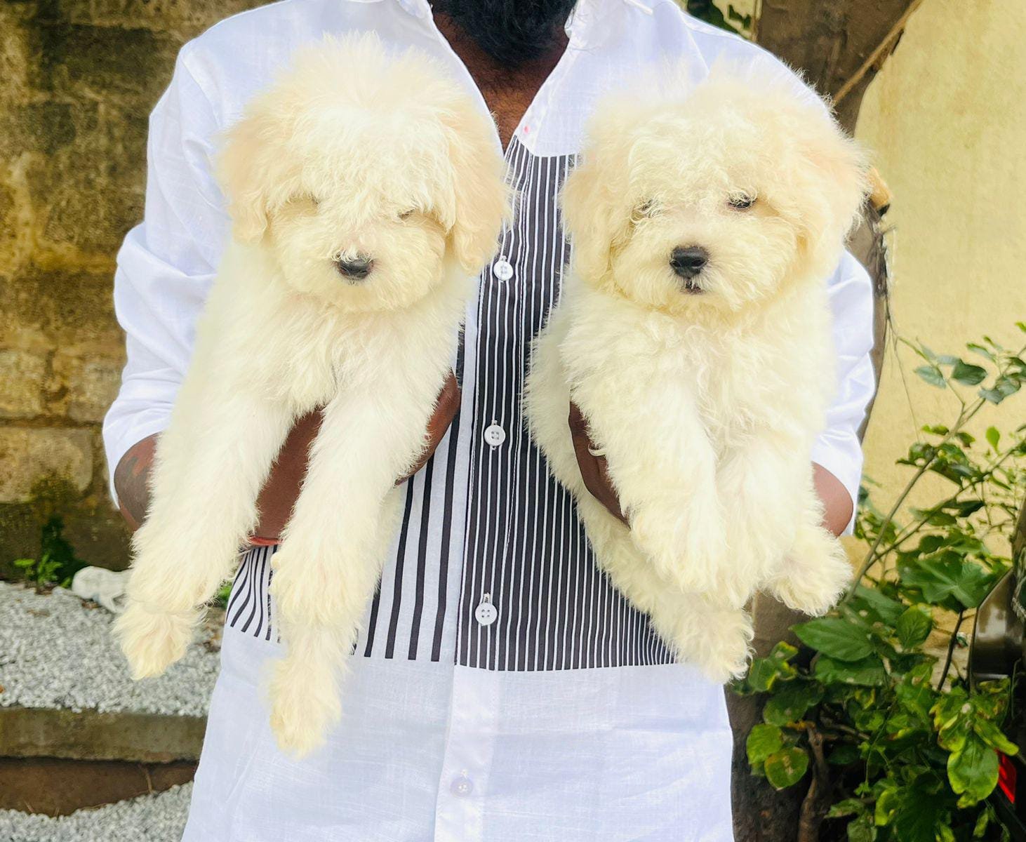 Champion line maltese puppies price in ahmedabad