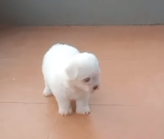 Champion line maltese puppies for sale in ahmedabad