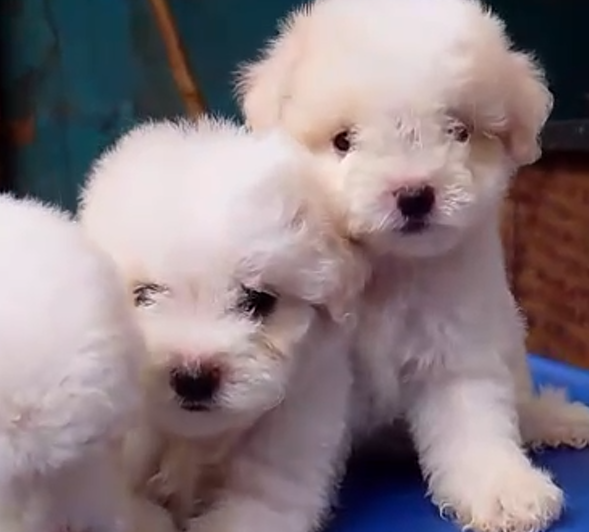 Maltese female puppies price in ahmedabad