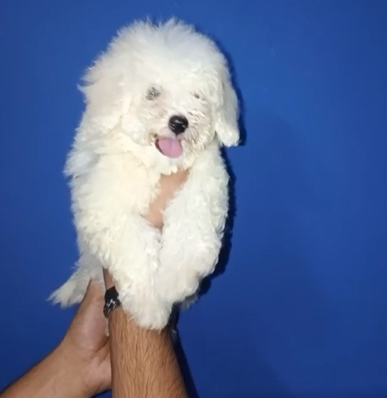 Maltese male pupppies for sale in bangalore