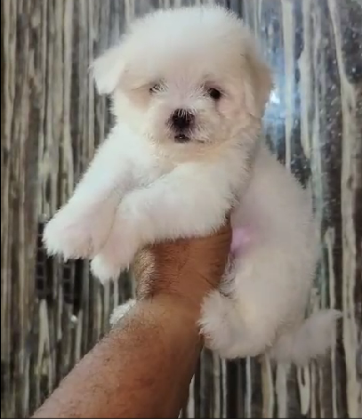 Champion line maltese puppies for sale in bangalore