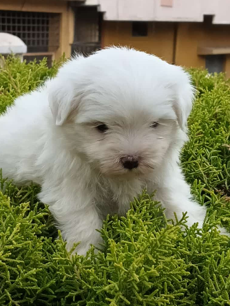 Maltese puppy for sale in mumbai
