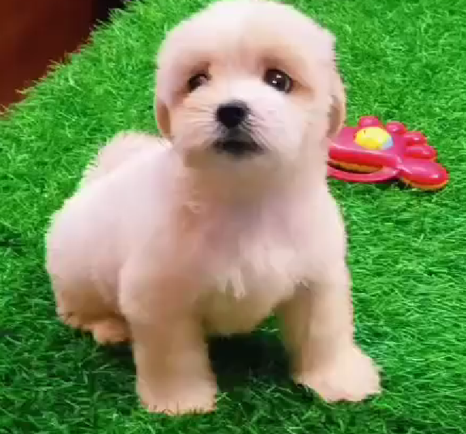 maltese puppy price in goa