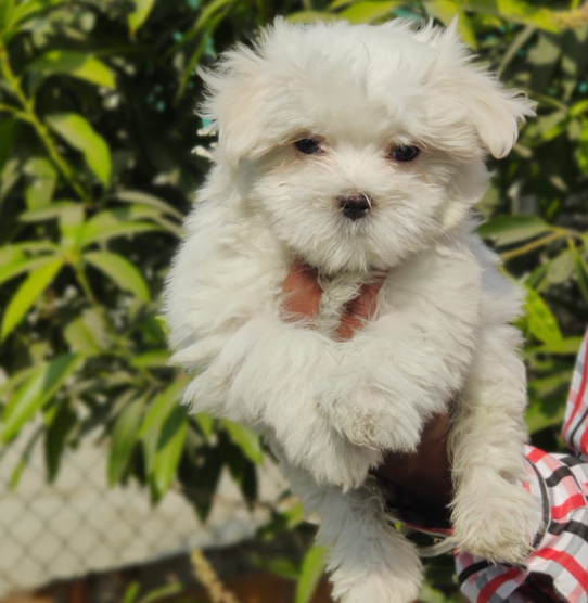 maltese dog for sale in goa