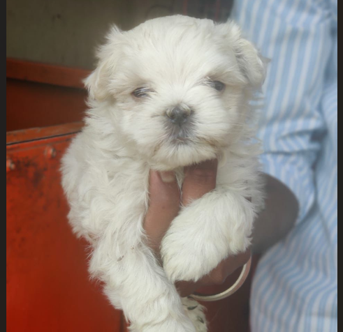 maltese male puppy price in goa