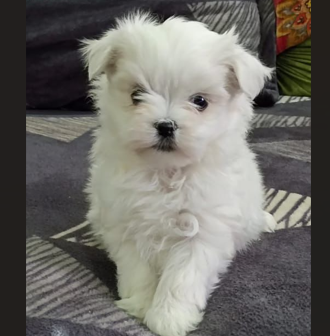 maltese female puppy for sale in goa