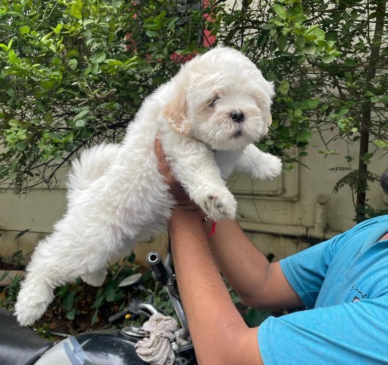 Maltese male puppy for sale in hyderabad