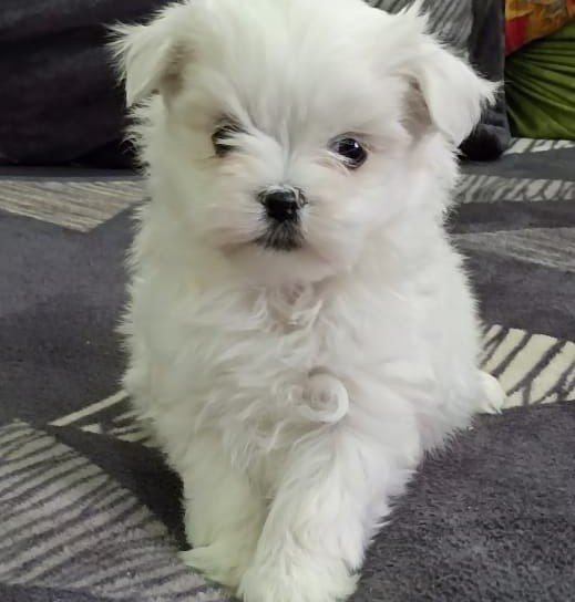 Maltese dog breeder in hyderabad