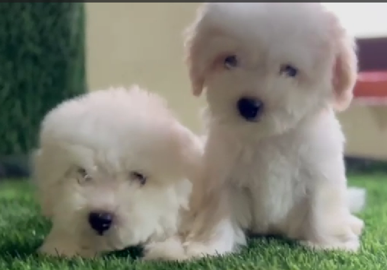 Maltese puppy price in India