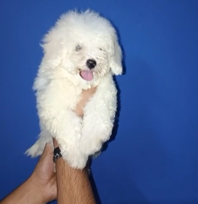 Maltese puppy purchase online in India