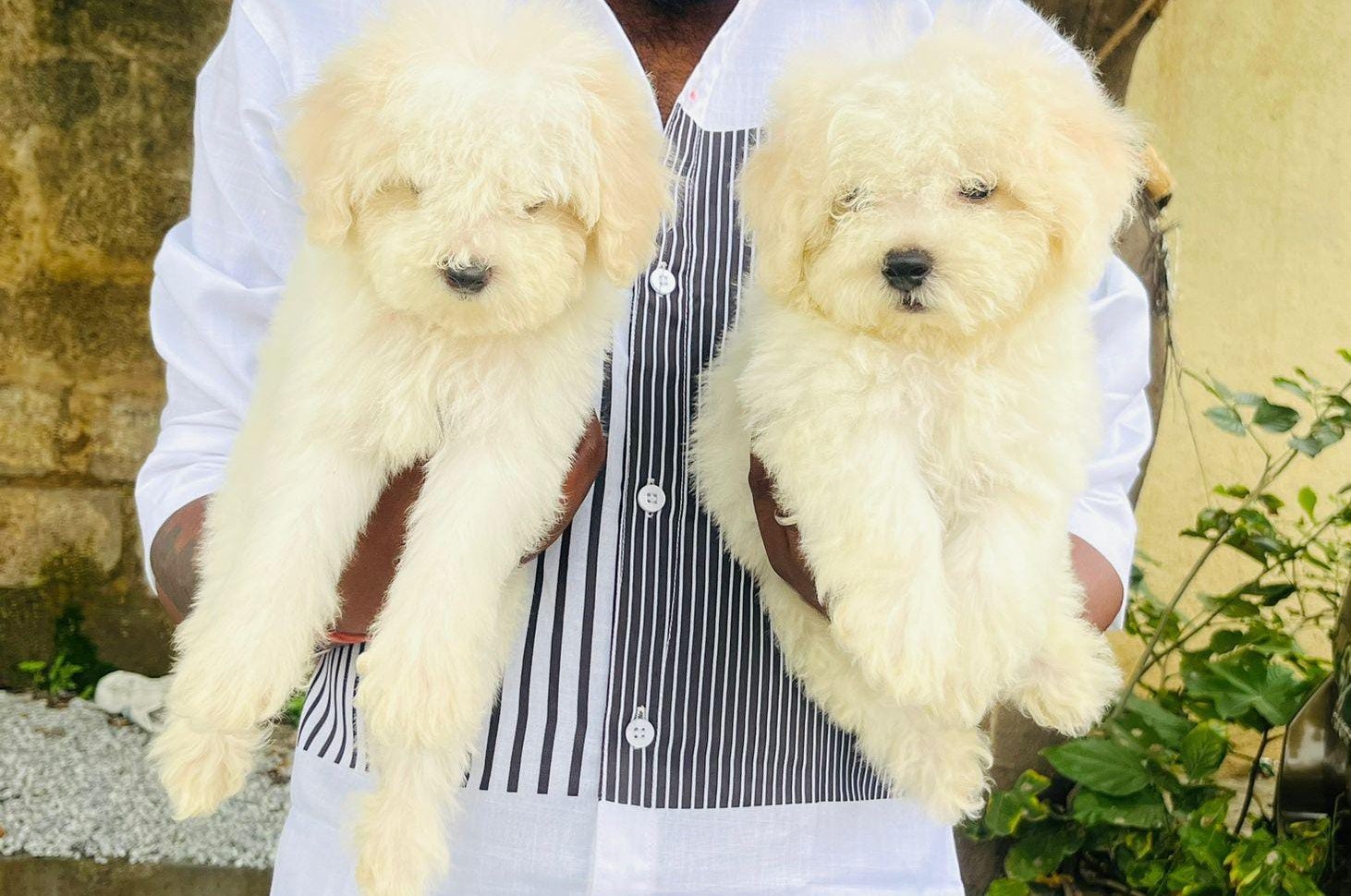 buy kci registerd maltese puppies in jaipur
