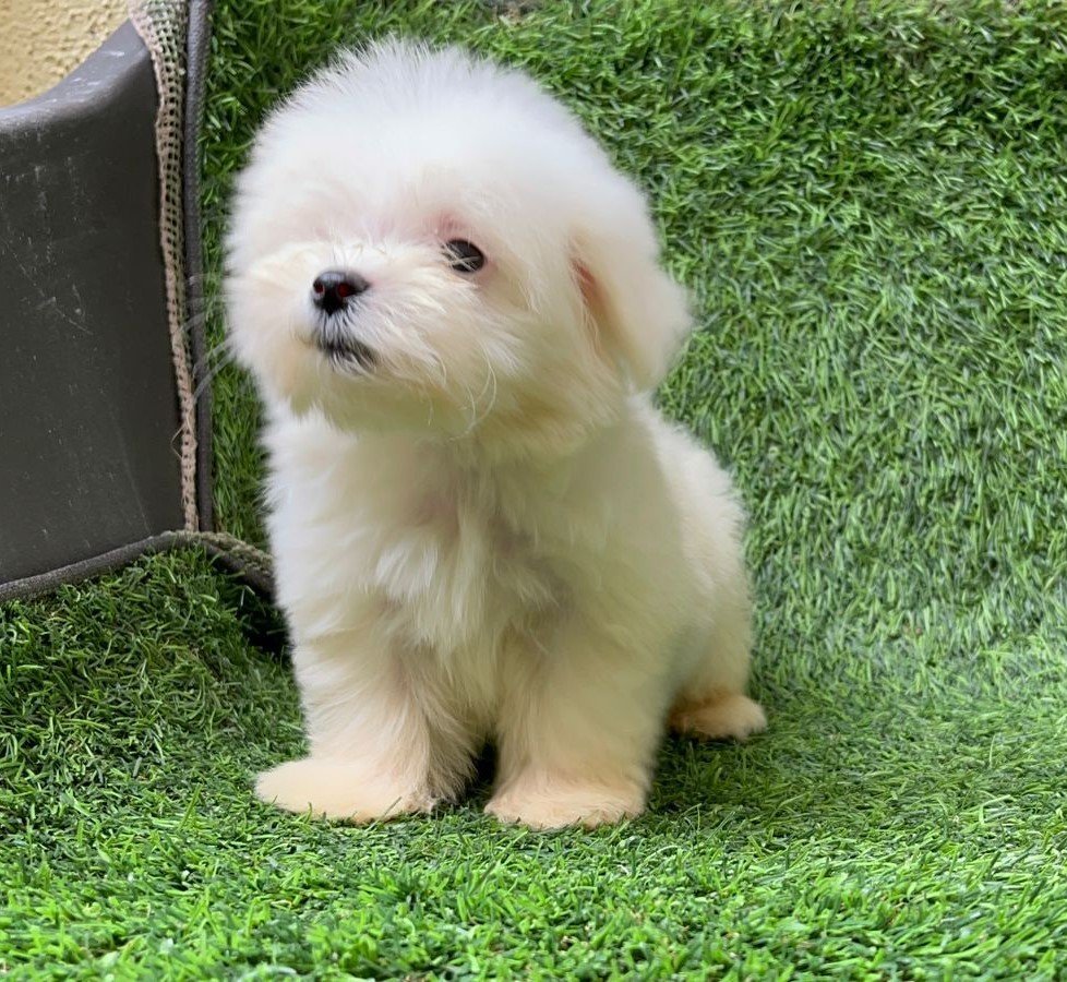 maltese puppies price in jaipur